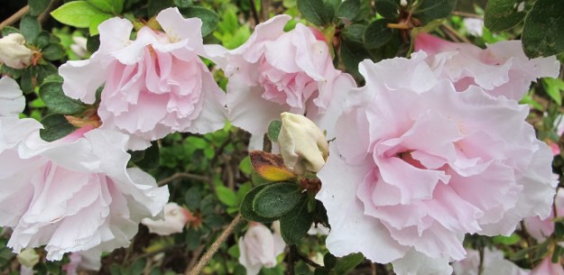 Pink Ice is simply lustrous in bloom, but turns to mush in heavy rain. The smaller flowered varieties are more weather hardy.