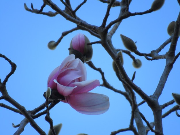 The very first blooms on the M.campbellii in our garden 