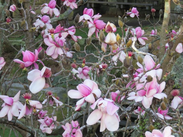 The 'Quaker Mason' form of M.campbellii in Taranaki 