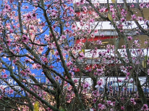 In the most urban of settings in central new Plymouth 