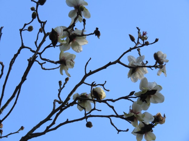 Tupare's white form of M.campbellii this morning 
