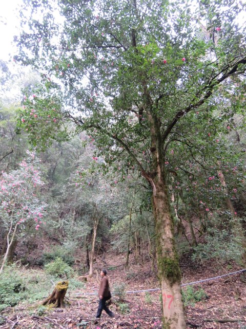 C. lindl is the is the dominant indigenous reticulata camellia species on Mount Baotai.