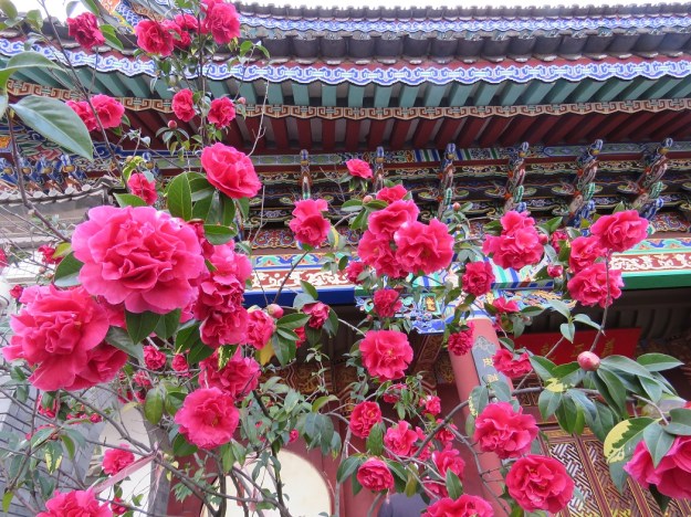 Reticulata camellias are used extensively in public plantings in the Yunnan, such as this one at a temple in Dali.