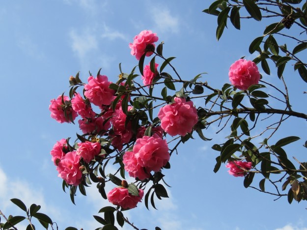A reticulata hybrid bred from C. lindl and named ‘Liuye Yinhong’, photographed at Kunming Botanic Gardens