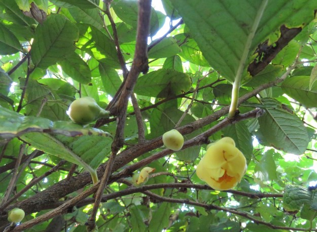 Camellia nitidissima