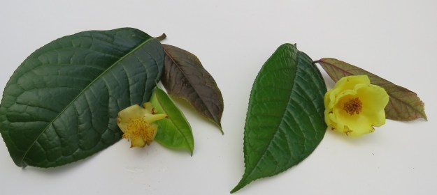 C. euphlebia to the left, C. nitidissima on the right. 