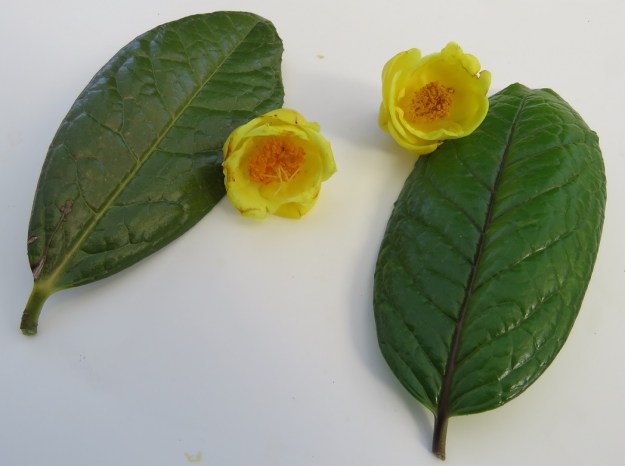 C. impressinervis to the left, C. nitidissima to the right 