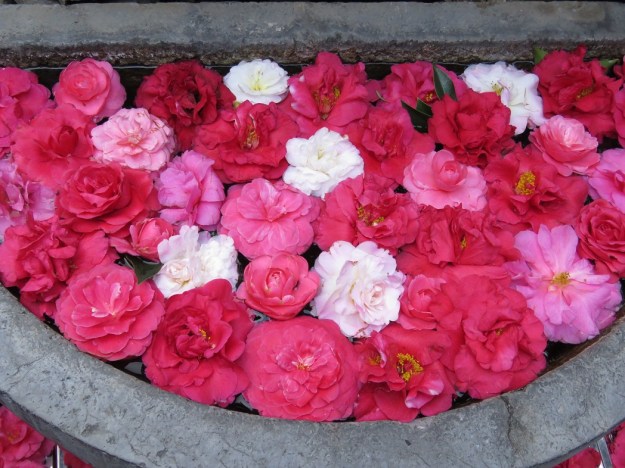 Zhangjia Garden – a modern recreation of traditional vernacular architecture with extensive displays of camellias (10 000, apparently), almost all grown in containers in the five internal courtyards. The majority are reticulatas, as can be seen in this temporary display in a stone trough.