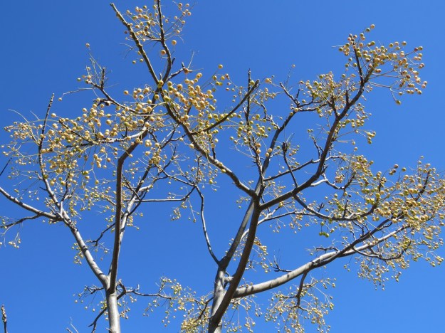 I can tell you that the Melia azedarach at the National Arboretum in Canberra was planted by Doctor Jose Ramos-Horta, President of Timor-Leste in 2010.