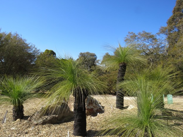 Indubitably Australian at the National Botanic Gardens 