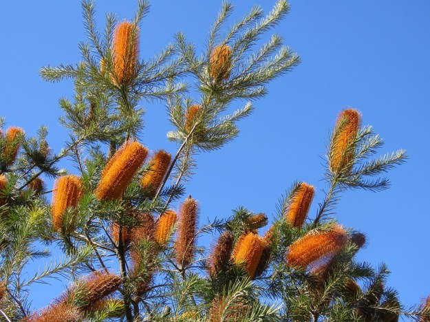 Banksia species in abundance at the Botanical Gardens in August 
