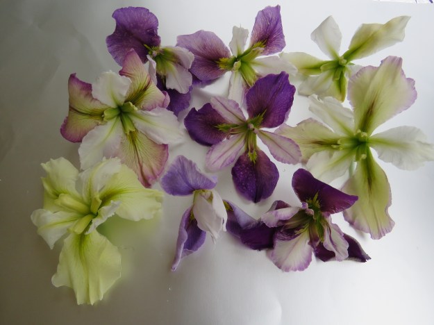 More Louisianas that Mark has been raising to plant out 