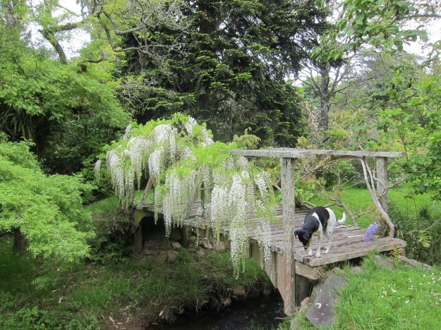 Dudley on the bridge amidst 'Snow Showers' 