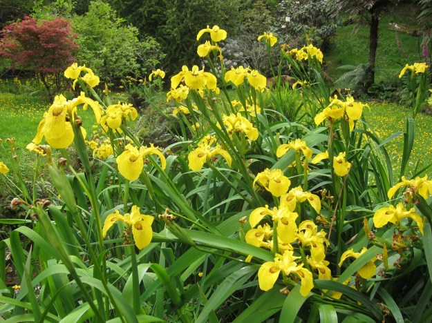 The offending flag iris 