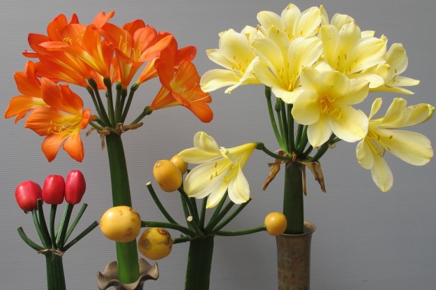 Orange seed will flower orange or red, yellow seeds will flower yellow 