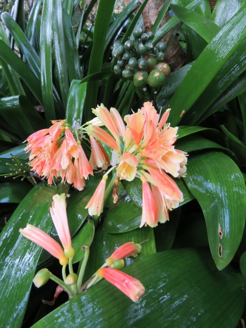 Clivia gardenii 
