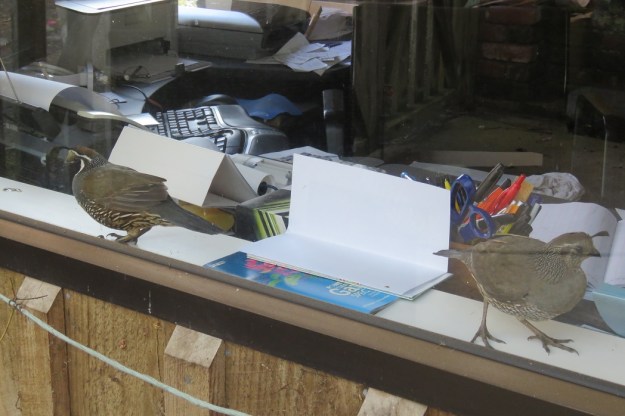 Trapped on the inside - Californian quail 