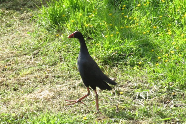 Agitated young pukeko 
