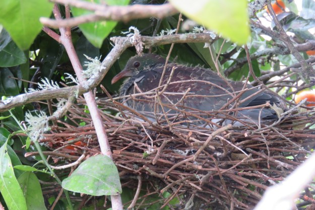 Baby kereru in residence 