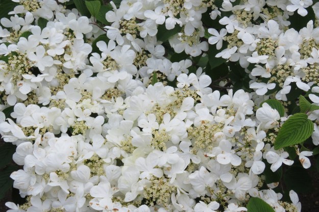 Viburnums - also flowering now.  I think this one is probably V. plicatum 'Mariesii" or Lanarth. 