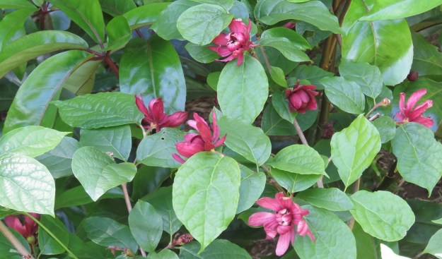 Calycanthus floridus in a New Plymouth garden 