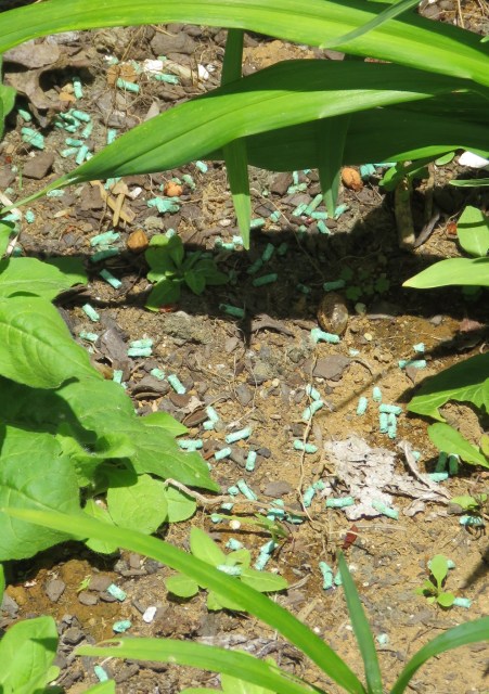 Slug bait is not fertiliser 