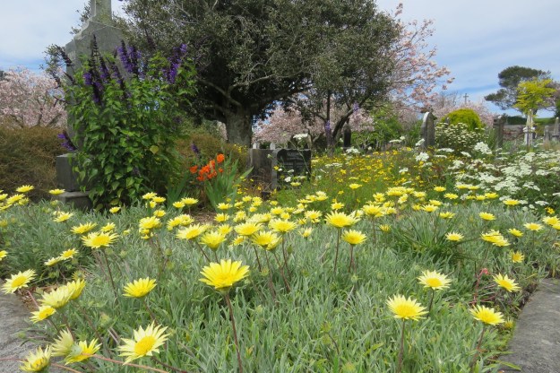 But it is scenes like this that make Te Henui Cemetery a special place 