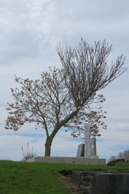 Witches' broom, sticking out like an unsightly sore thumb 