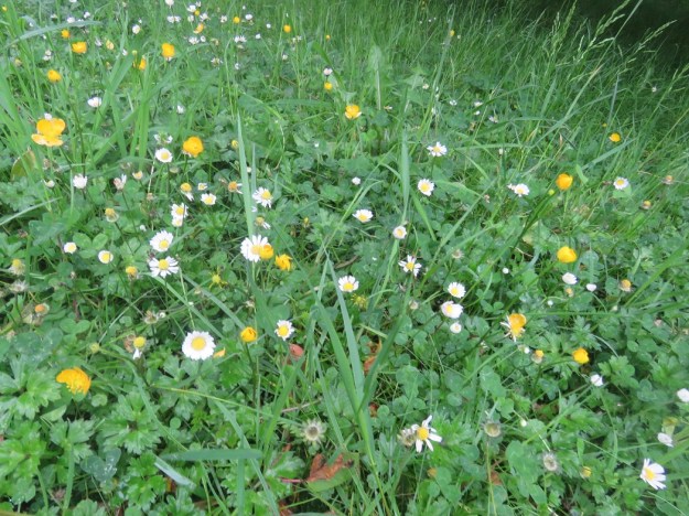 Buttercups and daisies - weeds or a meadow? 