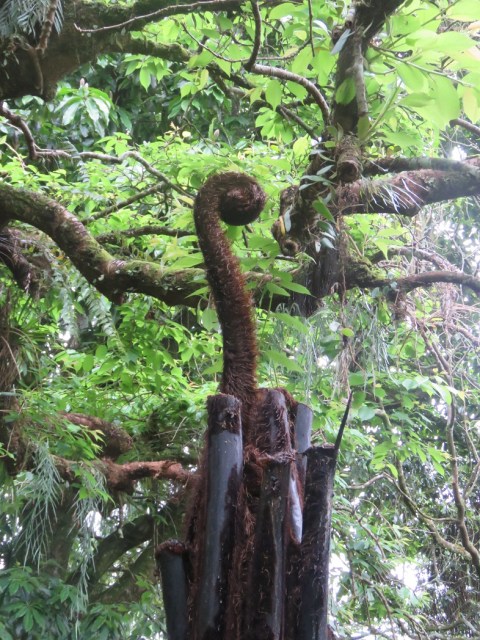 New shoot on black mamaku 