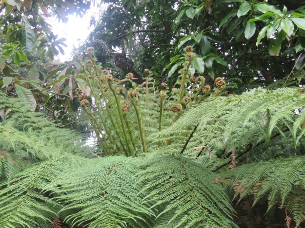 A wheki which still has its old foliage undisturbed 