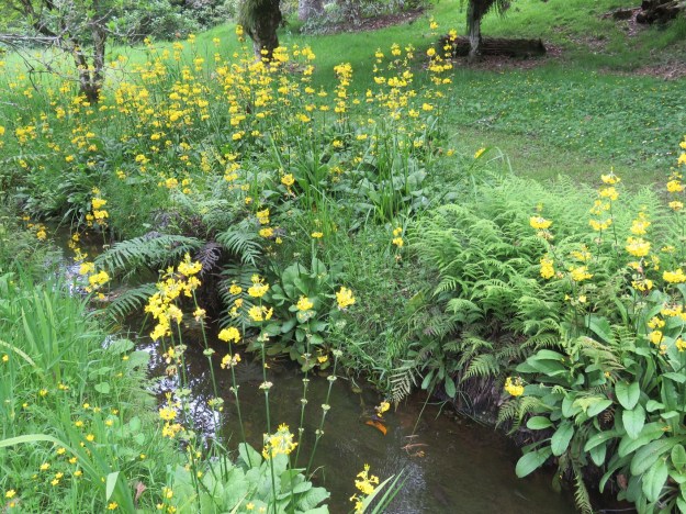 Lots of Primula helodoxa in our meadow at this time of year 