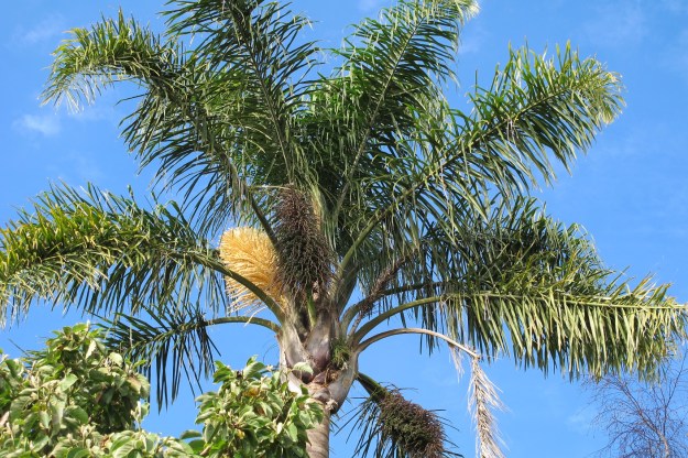 Queen palm (Syagrus romanzoffiana) 