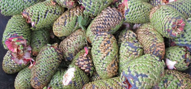 Many Abies procera cones 