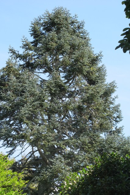 Abies procera 'Glauca'