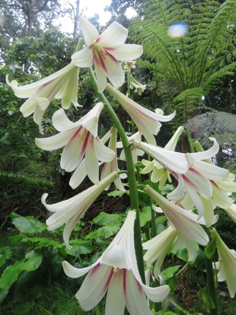 Cardiocrinum giganteum