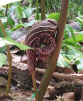 Arisaema dahaiense