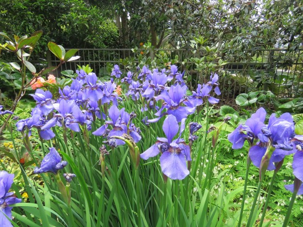 Iris sibirica 