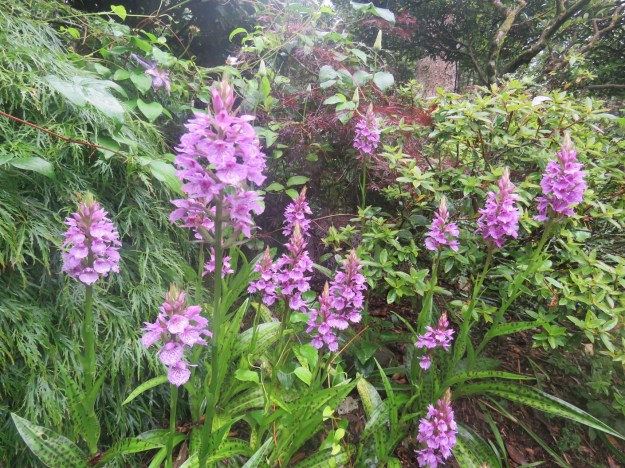 Dactylorhiza maculata
