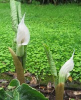 Arisaema candidissimum 