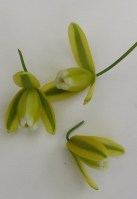 Not A. canadensis as we and many other gardeners thought 