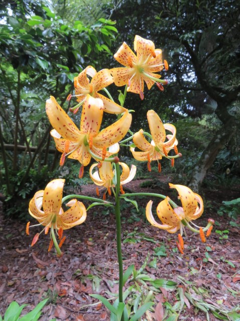 Lilium martagon