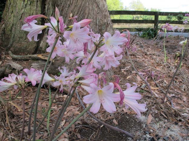 The floral display in late March