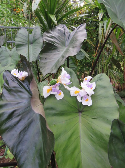 Dark colocasia with dietes 