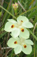 Dietes bicolor 