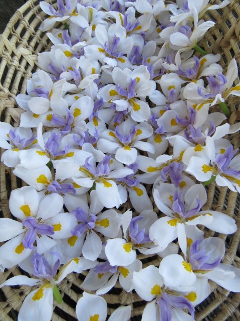 Dietes grandiflora 