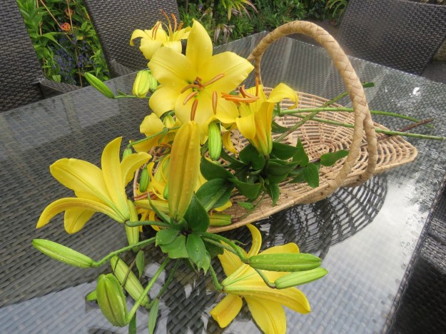 Aurelian lily season has started 