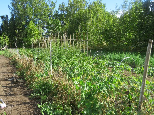 One of his vegetable patches. He calls this one his allotment. 