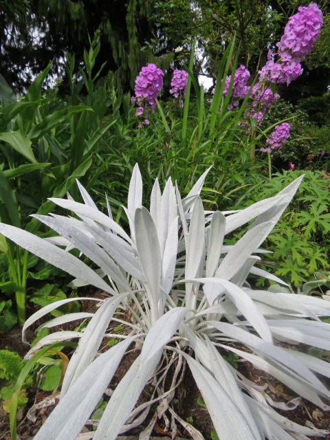 Stachys Bella Grigio 