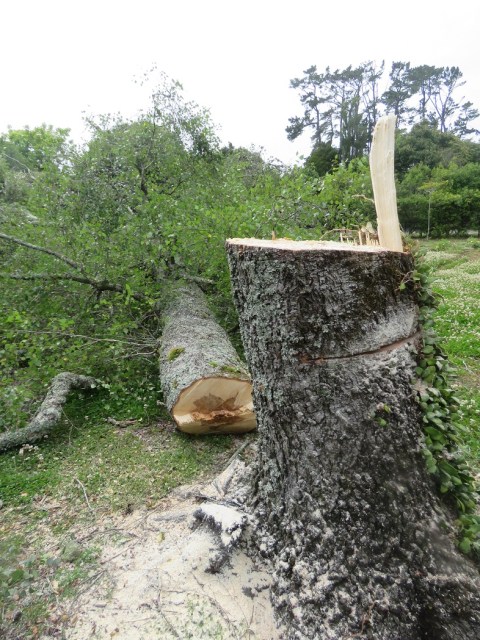 Betula pendula is to be winter firewood 